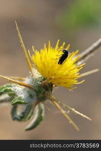 Black beetle on yellow flower of prickly plants.