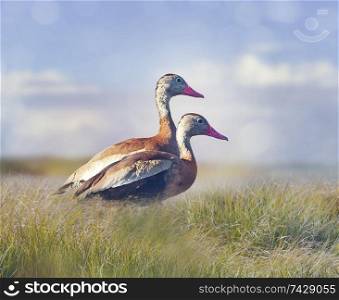 Black-bellied Whistling-Ducks in grass