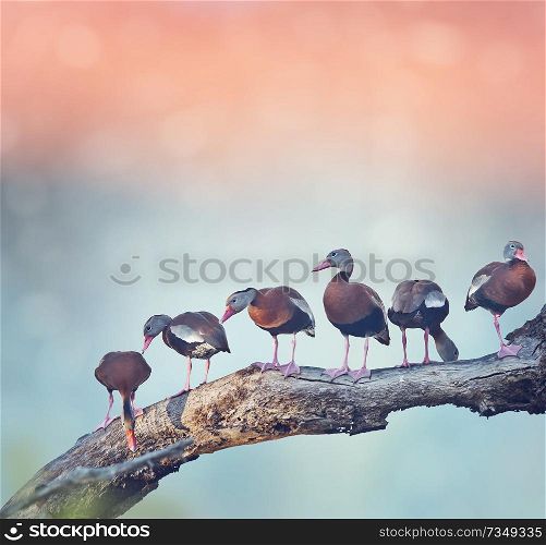 Black-bellied Whistling-Ducks on a tree