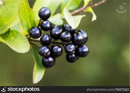 black berries and green leaves in autumn nature