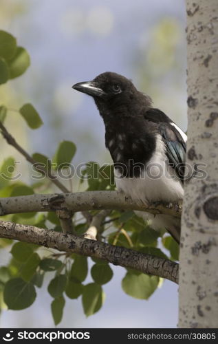 Black-billed magpie sitting on trembling aspen tree branch