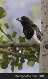 Black-billed magpie sitting on trembling aspen tree branch