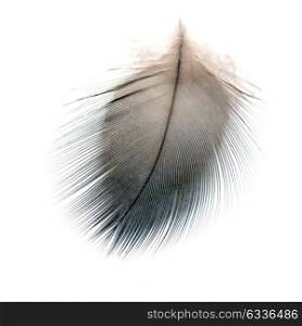 Black bird feather, isolated on white background