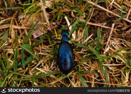 Black blue oil beetle in the grass top view. Black-blue oil beetle