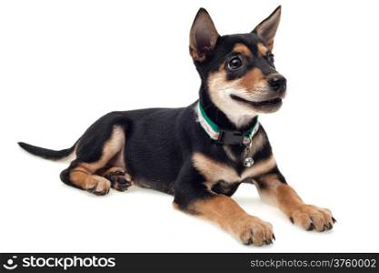 Black brown dog sitting and smiling on white background