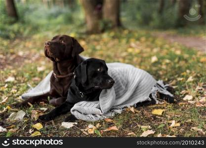 black brown labrador lying grass with white scarf