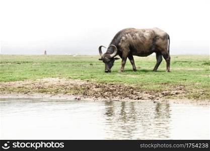 black buffalo asia,water buffalo in Southern of Thailand on grass field