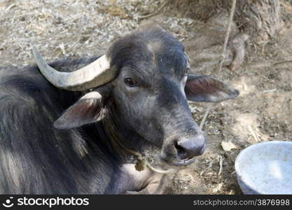 Black buffalo lying on the ground. India Goa.