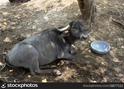 Black buffalo lying on the ground. India Goa.