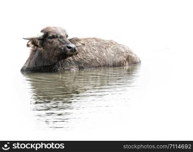 black buffalo,water buffalo in Southern of Thailand isolated on white background