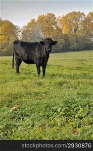 Black bull in the green meadow, autumn morning