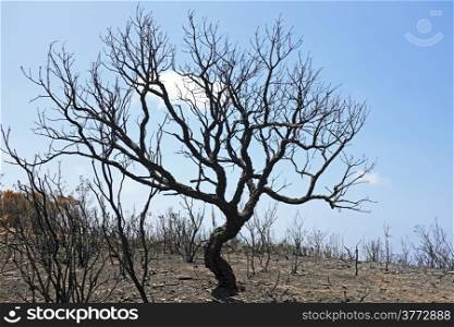 Black burnt cork tree in portuguese landscape