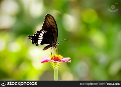 Black butterfly is hanging on the flowers against a green background.
