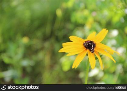 Black butterfly on flower of rudbeckia laciniata. Butterfly sitting on yellow flower. Black butterfly on flower of rudbeckia laciniata