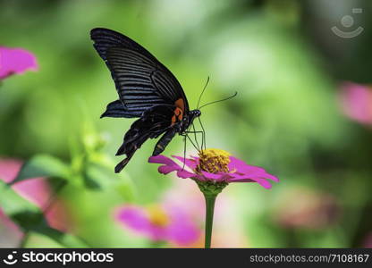 Black Butterfly on Pink Zinnia Bright colors in garden.