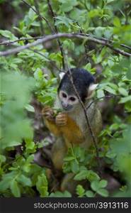Black-capped squirrel monkey eating in trees