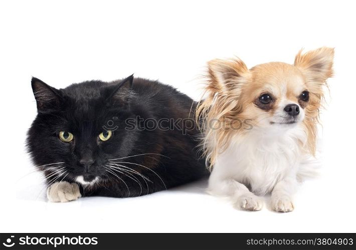 black cat and chihuahua in front of white background