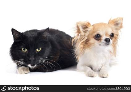 black cat and chihuahua in front of white background