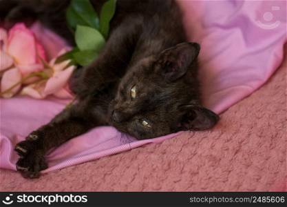 Black cat and pink roses in the house one winter day.. Cute cat relax. Kitten and pink roses on blanket.
