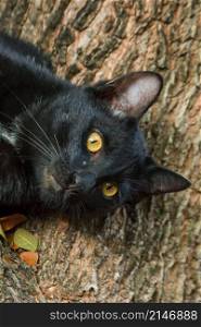 black cat climbing on a tree Sit and lie down and enjoy.