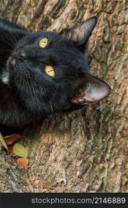 black cat climbing on a tree Sit and lie down and enjoy.