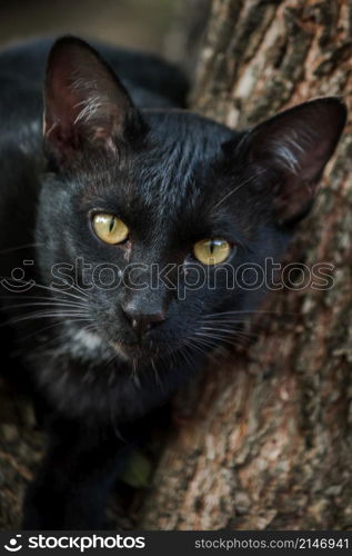 black cat climbing on a tree Sit and lie down and enjoy.