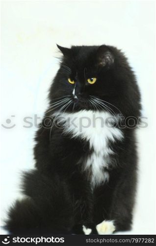 black cat in amazement isolated on the white. black cat in amazement isolated on the white background