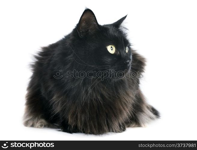 black cat in front of white background