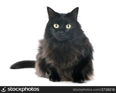 black cat in front of white background