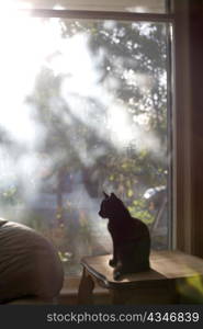Black Cat in Sunny Window
