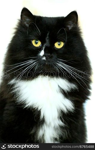 black cat isolated on the white background. beautiful black cat with white tie isolated on the white background