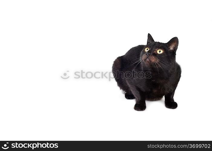 black cat isolated on white background