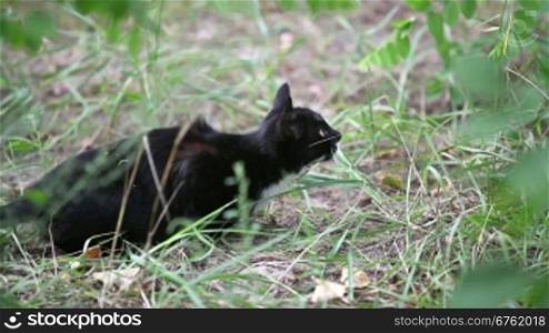 Black cat jumping in the grass, slow motion