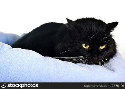 black cat lies on pillow portrait