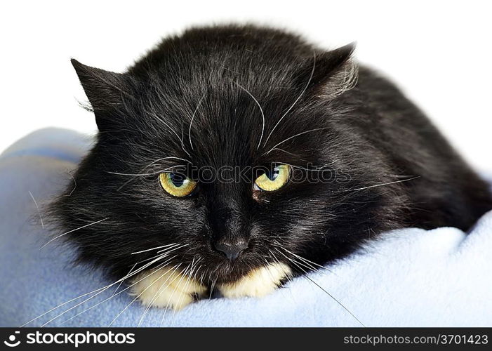 black cat lies on pillow portrait