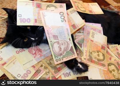 black cat lying and covered with Ukrainian money