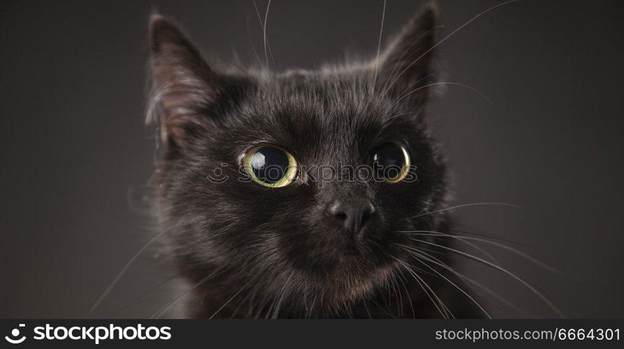 black cat on a gray background