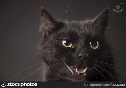 black cat on a gray background