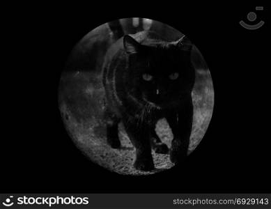 black cat on the moon. black cat with full moon - with copy space
