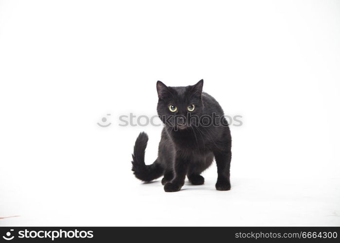 black cat on white background