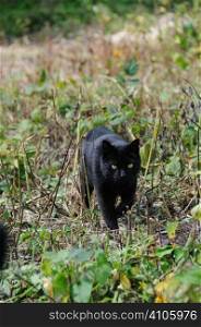 Black cat out hunting