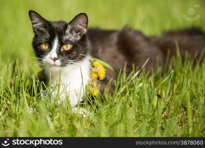 black cat playing on green grass lawn