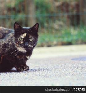 black cat portrait in the street