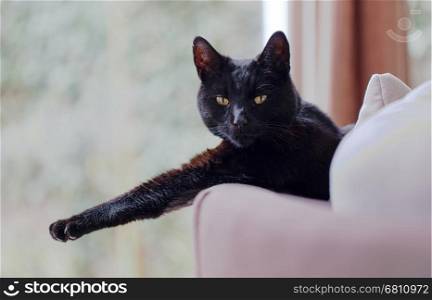 Black cat relaxing on top of a sofa