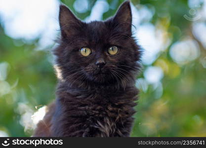 Black cat walk in colorful flowers and green bokeh in the background. Black beautiful cat and blooming plants in garden. Kitty walk in summer landscape.