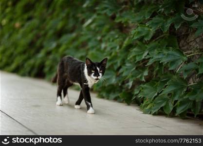 black cat walks along garden