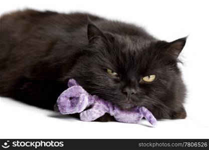 black cat with mouse toy isolated