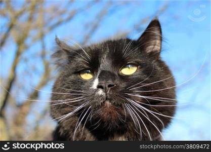 black cat with with evil sight on blue sky background