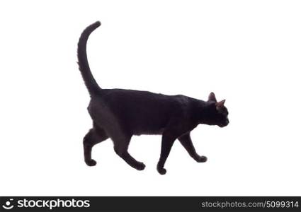 Black cat with yellow eyes isolated on a whit background