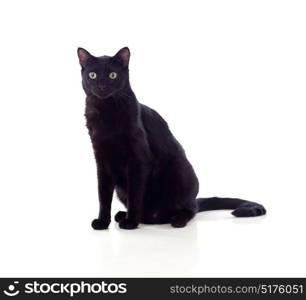 Black cat with yellow eyes isolated on a whit background